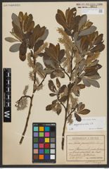 Foto von Salix appendiculata Vill.